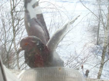 post-1279-067099600 1294345273_thumb.jpg