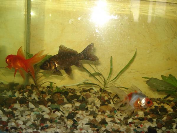 post-3197-067670400 1295704416_thumb.jpg