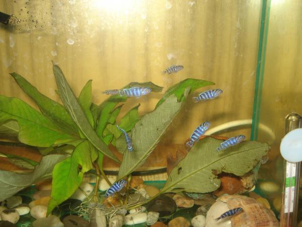 post-3197-096974400 1295704439_thumb.jpg