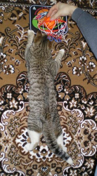 post-3250-011610400 1296029304_thumb.jpg