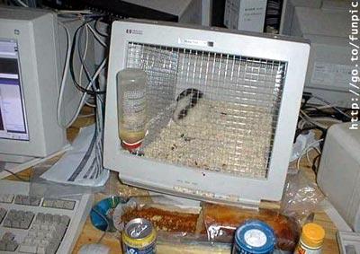 post-3382-008399900 1296150755_thumb.jpg