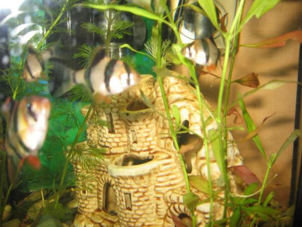 post-655-039990900 1295861384_thumb.jpg