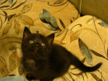 post-3070-075676200 1297328756_thumb.jpg