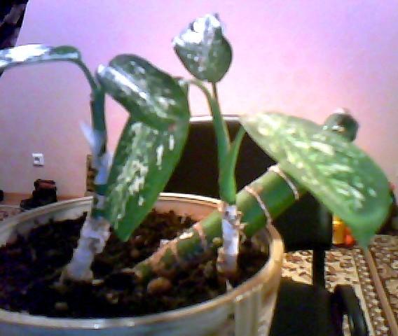 post-1858-023074300 1300222619_thumb.jpg