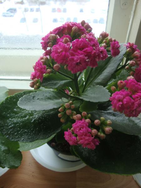 post-2255-032591200 1299576049_thumb.jpg