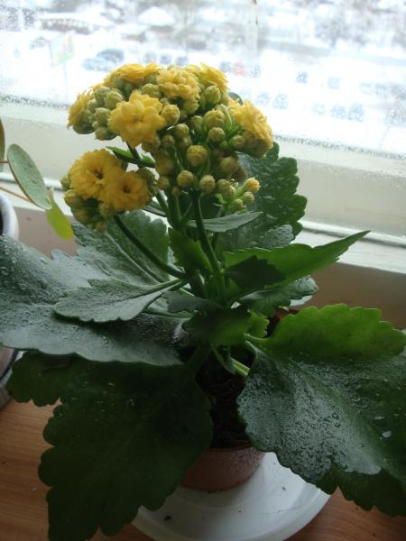 post-2255-052439600 1299576063_thumb.jpg