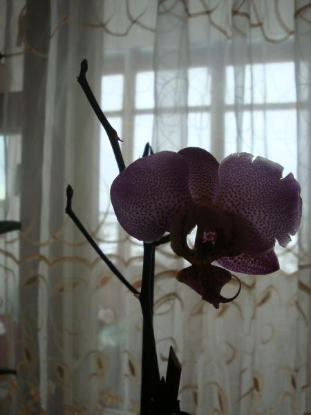 post-2255-071551900 1299576092_thumb.jpg