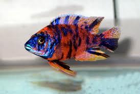 post-3197-008417500 1299163260_thumb.jpg