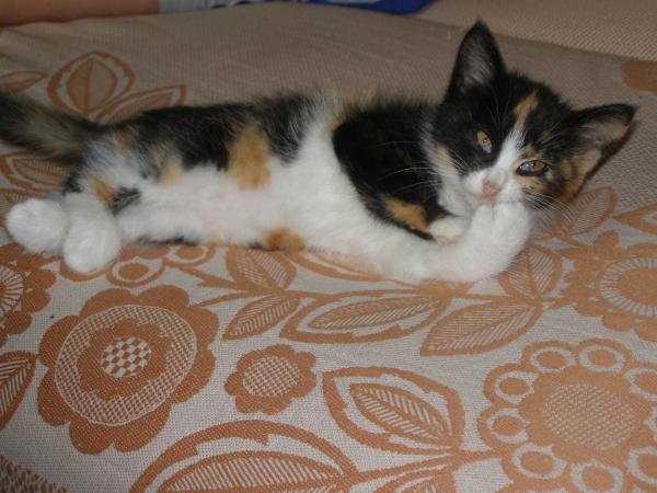 post-2613-008524900 1304150250_thumb.jpg