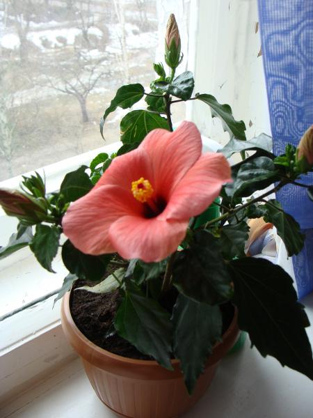 post-3070-097407800 1302346600_thumb.jpg