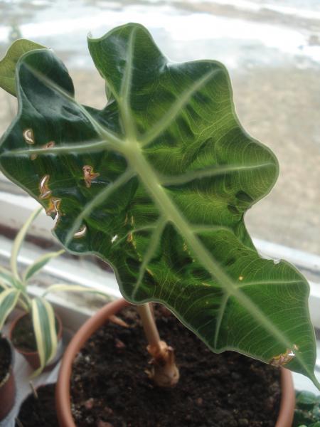 post-3197-039776500 1301928837_thumb.jpg