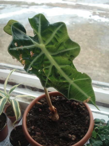 post-3197-092260000 1301928782_thumb.jpg