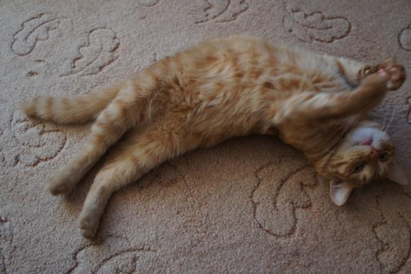 post-3489-035709100 1303466434_thumb.jpg