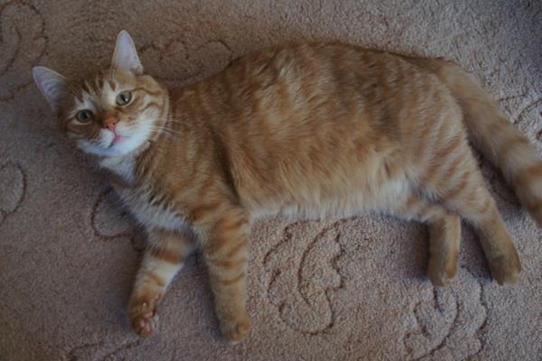 post-3489-043802700 1303466508_thumb.jpg