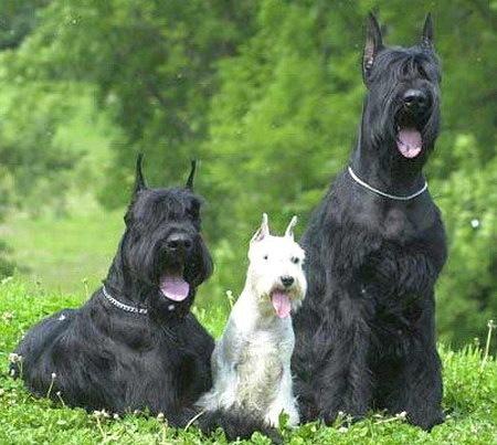 post-3632-037499300 1303467371_thumb.jpg