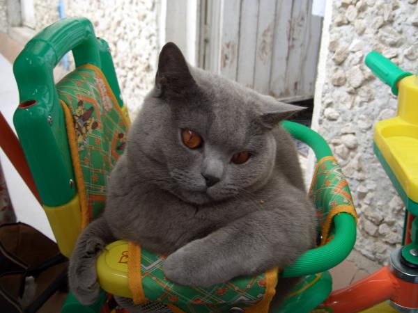 post-3688-012473500 1303567760_thumb.jpg