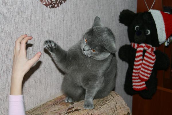 post-3688-034678900 1303568407_thumb.jpg