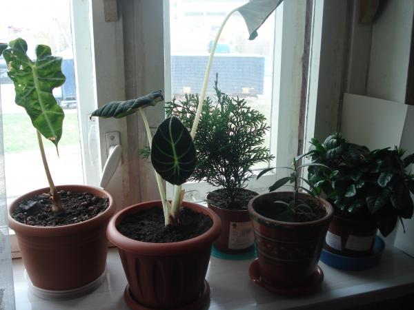 post-3197-060343400 1304423164_thumb.jpg