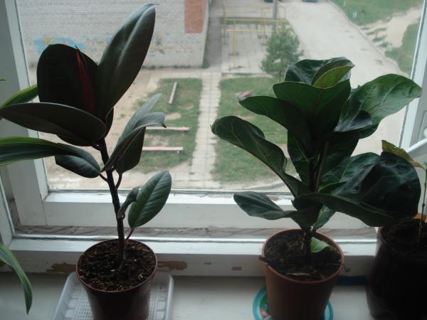 post-3197-077780900 1304424439_thumb.jpg