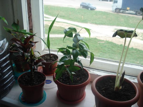 post-3197-084437800 1304423179_thumb.jpg