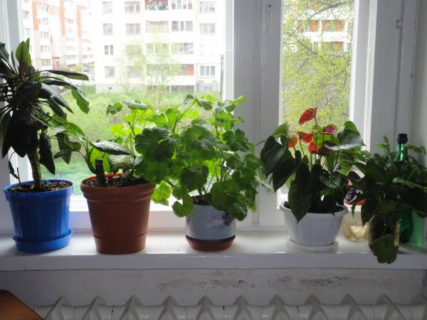 post-3698-057661400 1305634401_thumb.jpg