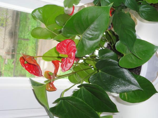 post-3698-076119900 1305634430_thumb.jpg