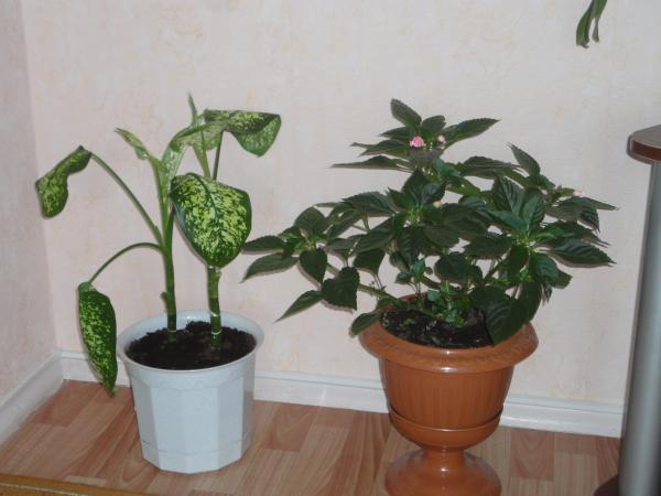 post-3698-081615200 1305634514_thumb.jpg