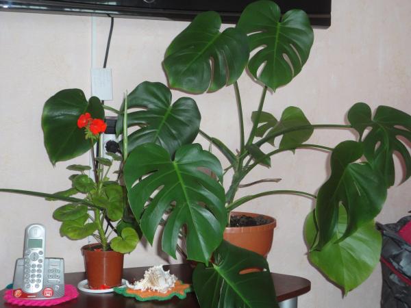 post-3698-086864700 1305634470_thumb.jpg