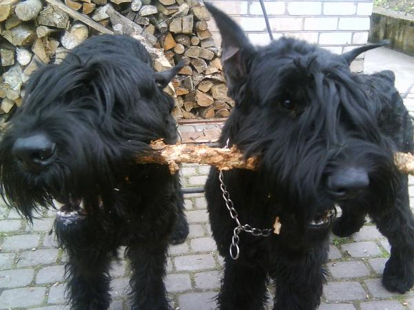 post-3801-049790900 1305627212_thumb.jpg