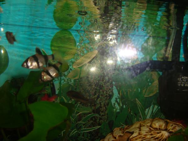 post-2255-033578000 1309266551_thumb.jpg