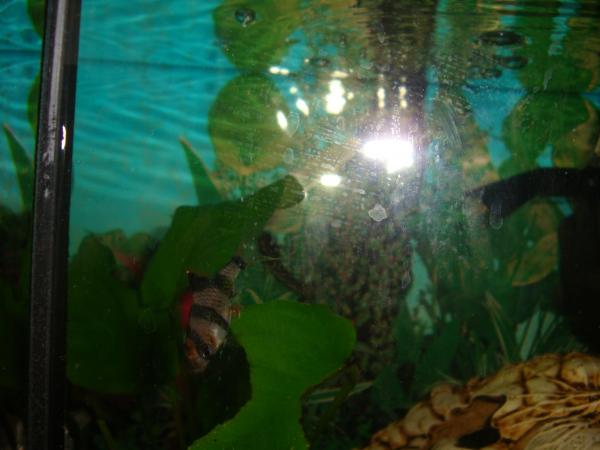 post-2255-069283700 1309266604_thumb.jpg