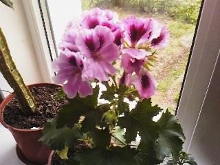 post-3196-025429300 1309779715_thumb.jpg