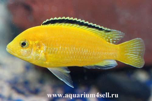 post-3197-071391500 1309979247_thumb.jpg