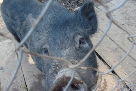 post-2500-017438600 1312730867_thumb.jpg