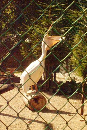 post-2500-024064200 1312730971_thumb.jpg