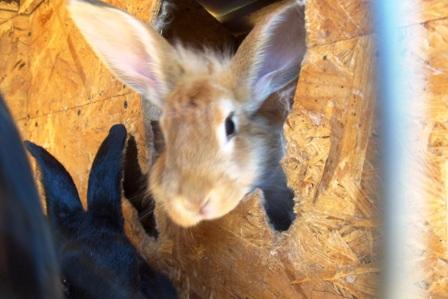 post-2500-028494700 1312730750_thumb.jpg