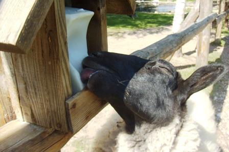 post-2500-098354800 1312730795_thumb.jpg