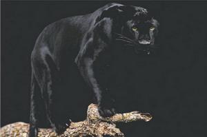 post-3489-032756900 1314651387_thumb.jpg