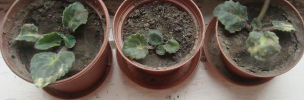 post-1279-003283800 1284890153_thumb.jpg