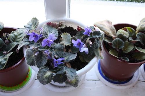 post-1403-069908100 1285751478_thumb.jpg