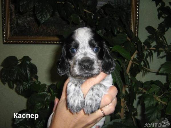 post-1575-011217300 1285564296_thumb.jpg