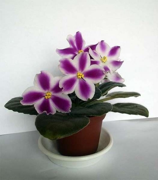 post-1784-014236400 1284834241_thumb.jpg