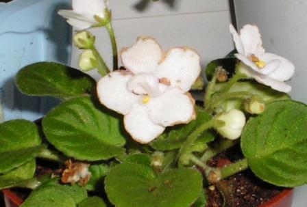 post-1784-021536100 1284454541_thumb.jpg