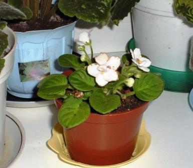 post-1784-027215200 1284454562_thumb.jpg