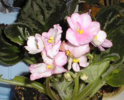 post-1784-098106100 1284454750_thumb.jpg