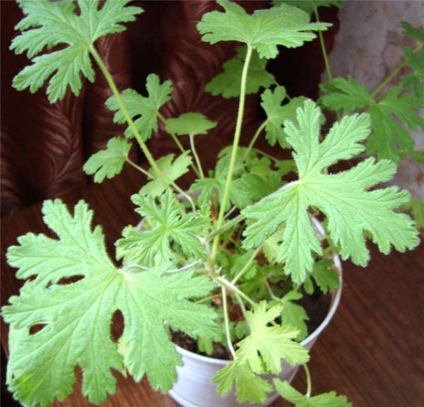 post-2047-079461300 1284412725_thumb.jpg