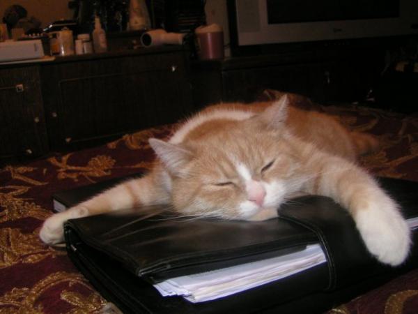 post-2259-007451900 1283949134_thumb.jpg