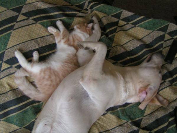 post-2259-034849000 1283949320_thumb.jpg