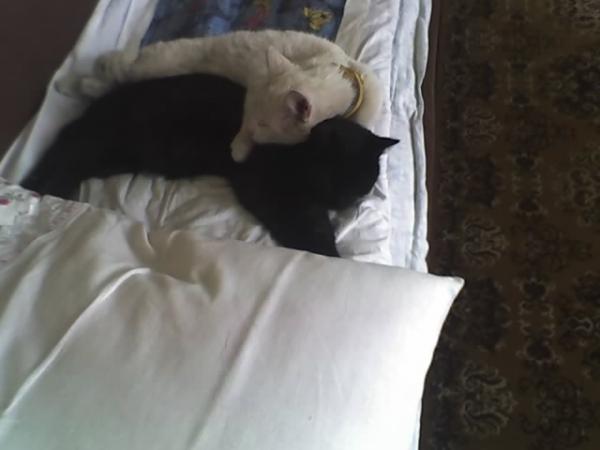 post-2337-010275000 1285503403_thumb.jpg