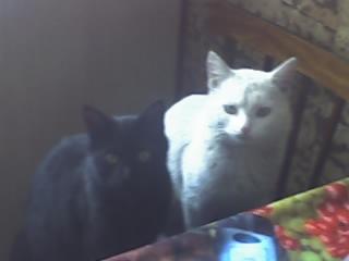 post-2337-026762500 1285503415_thumb.jpg